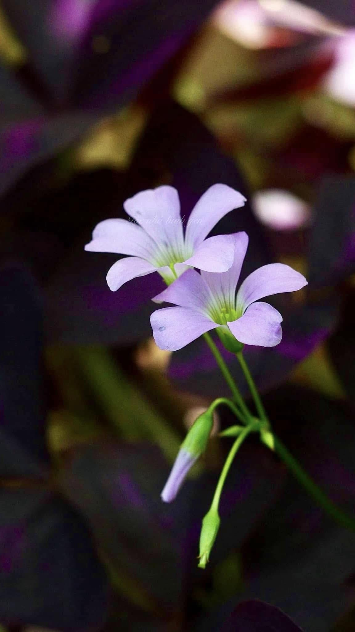 KHI THIẾT BỊ CÀNG THÔNG MINH, BỘ NÃO CÀNG ÍT PHẢI LÀM VIỆC